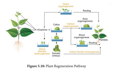 アナベル 挿し木 - 植物の再生と人間の創造性の交差点