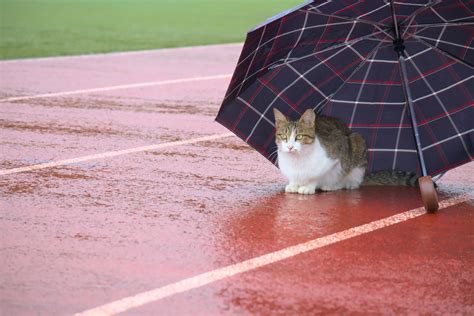 三軒茶屋 買い物 そして、なぜ猫は傘を嫌うのか？